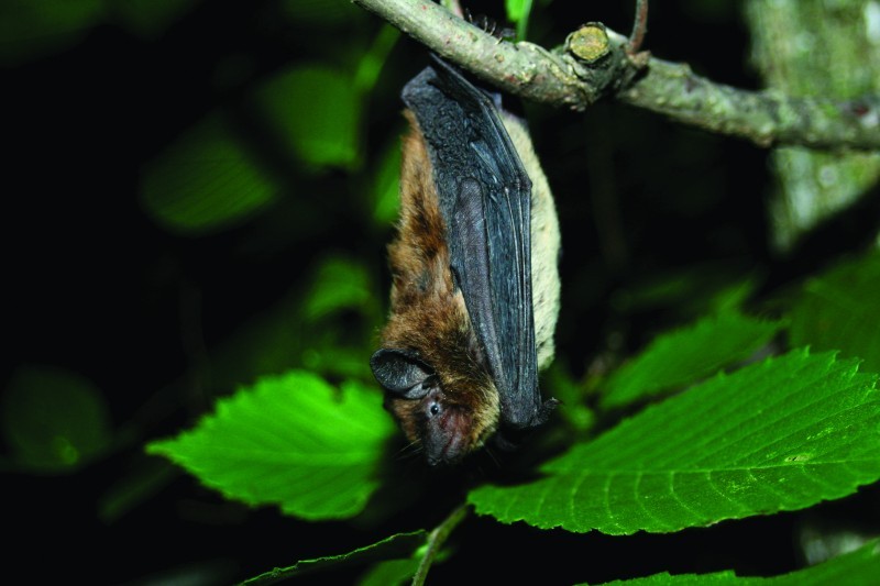 evening bat hanging upside down from a branch