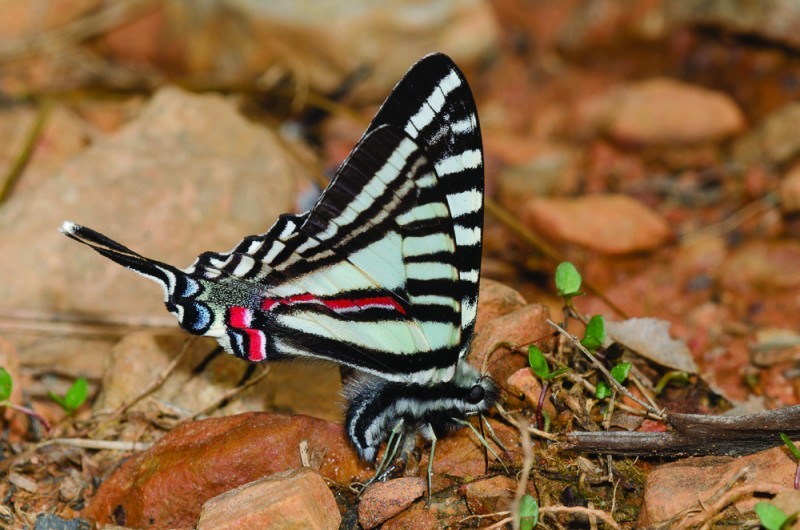 zebra swallowtail butterfly on rocky substrate