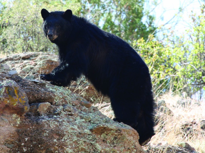 american blackbear resting its front paws on a large rock