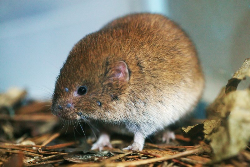 woodland vole standing on pine substrate