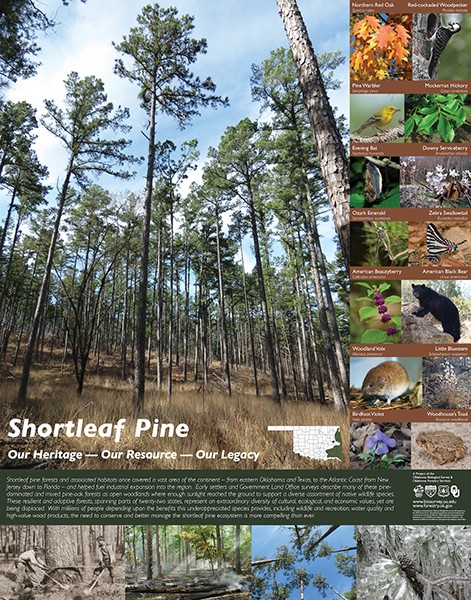 Shortleaf Pine Poster