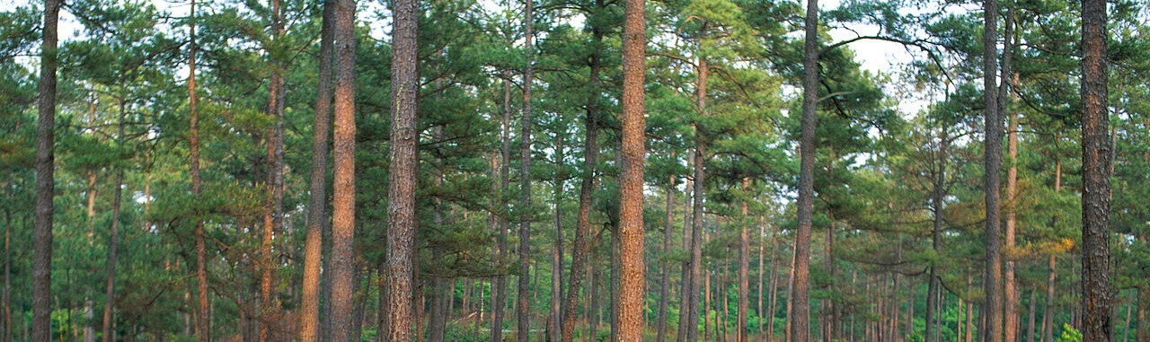 Shortleaf pine forest