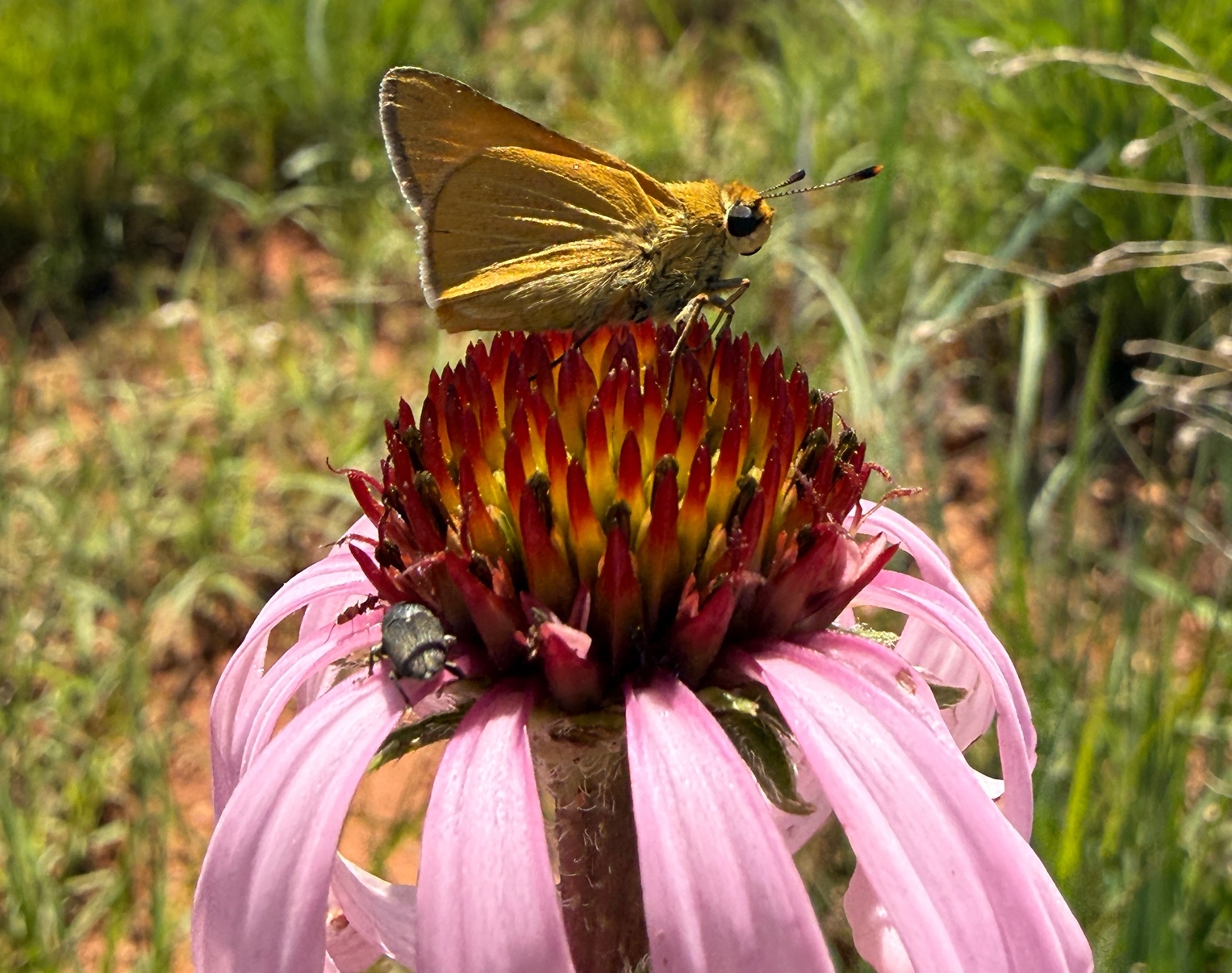 Arogos skipper on a coneflower