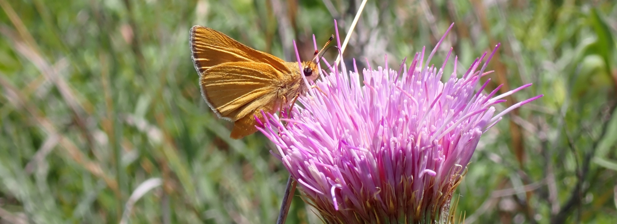 small orange butterfly on a purple flower