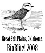 2008 BioBlitz logo of Snowy Plover
