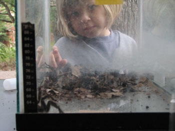 Child looking into terrarium