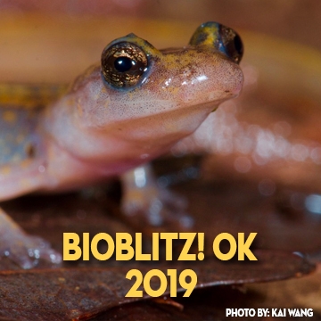 BioBlitz! OK 2019 Salamandar Logo
