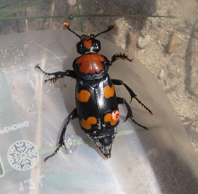 A live American Burying Beetle that was trapped and tagged.