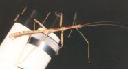 walking stick bug on a microscope
