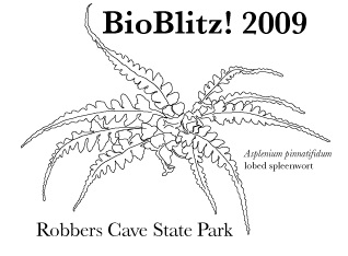 2009 BioBlitz logo with rare fern, lobed spleenwort.