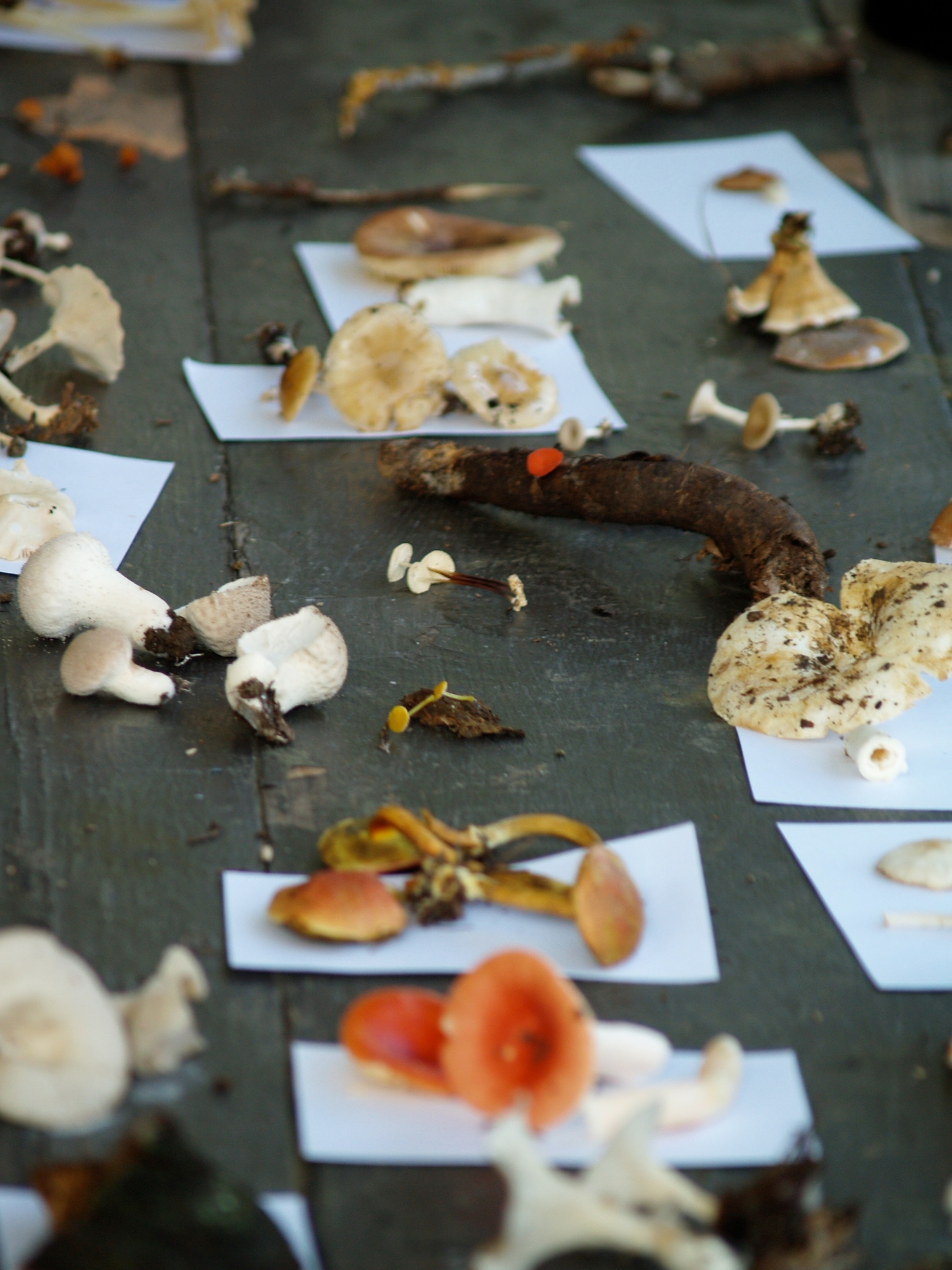 Large fungi collection at BioBlitz