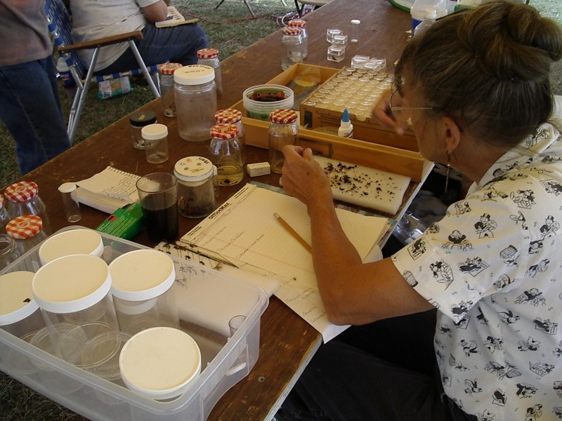 Entomology sorting through insect collections and trying to identify them.