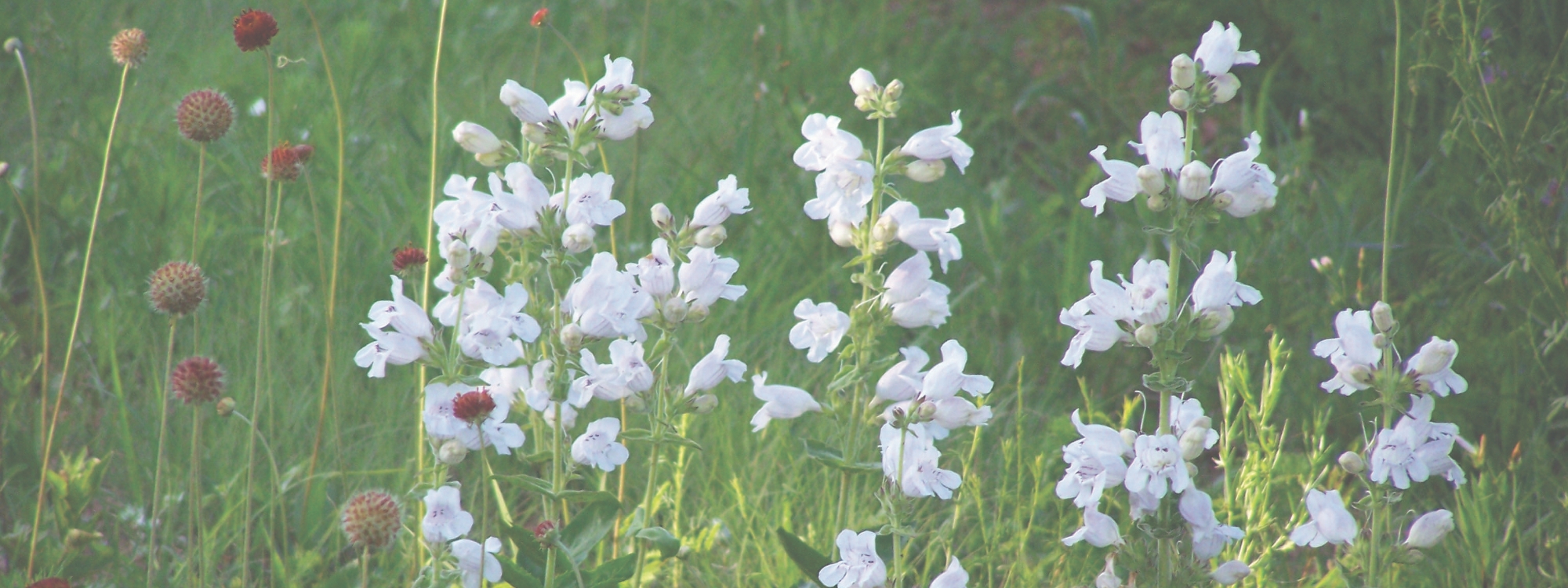 Penstemon flowers in meadow
