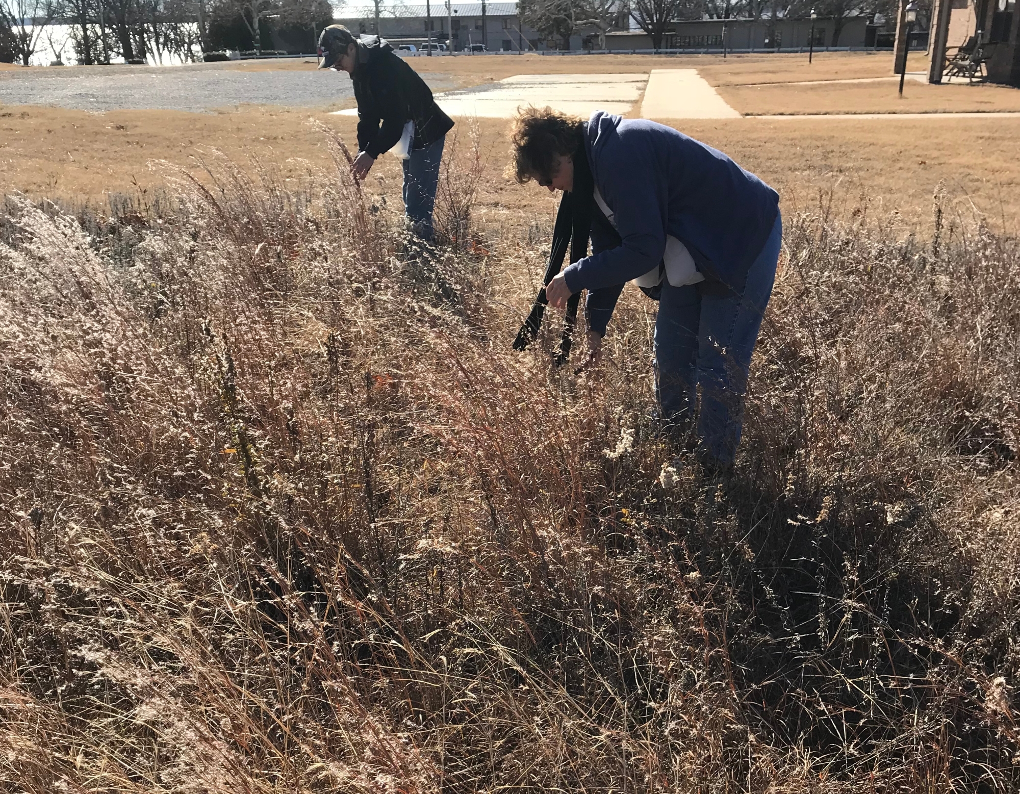 Two people collect seeds from a remnant grassland.