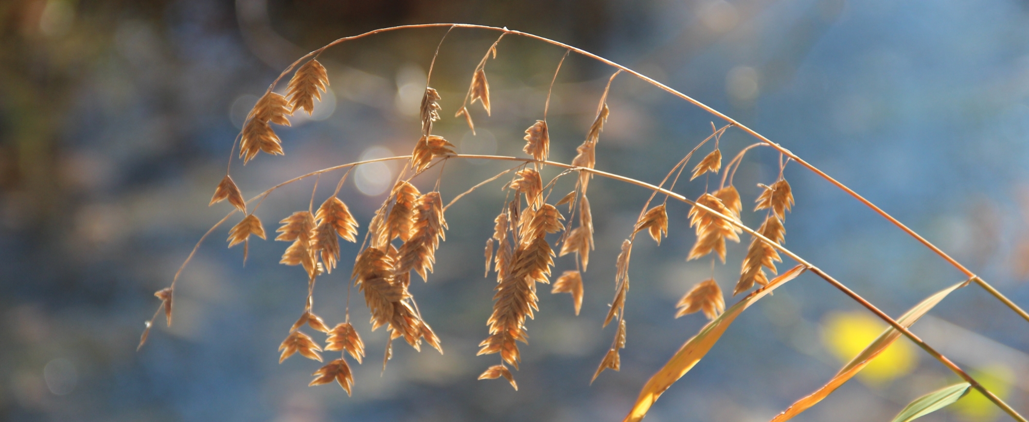 Fish-on-a-pole grass in autumn