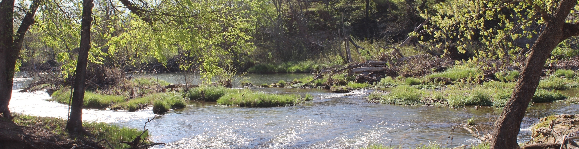 Trees surrounding river passage