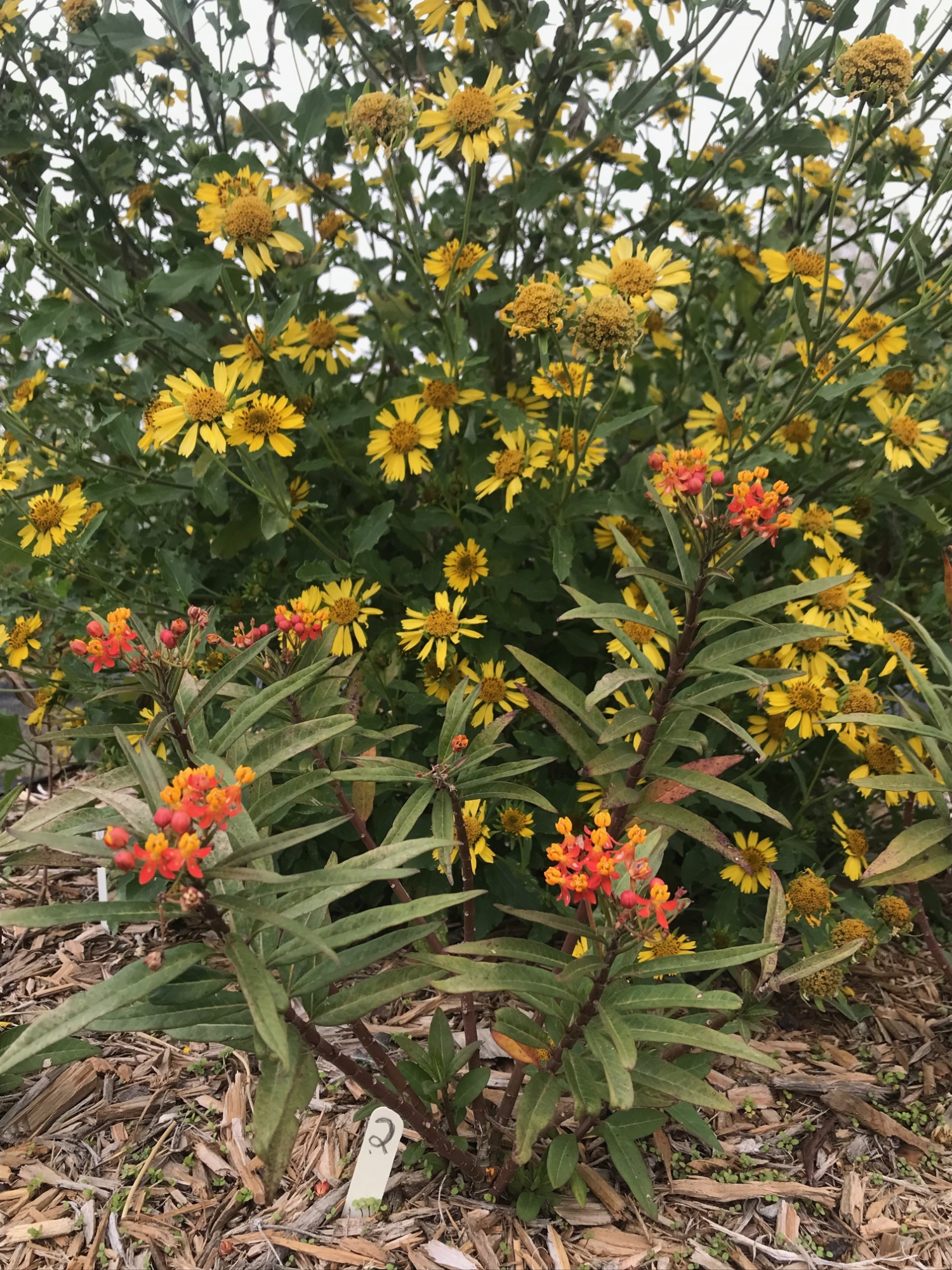 caterpillar on flower