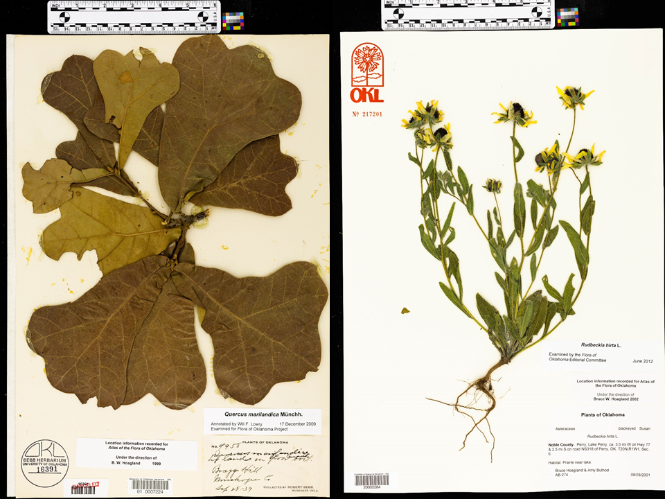Left: measurement of leaves and scan Right: measurement of flowers and scan