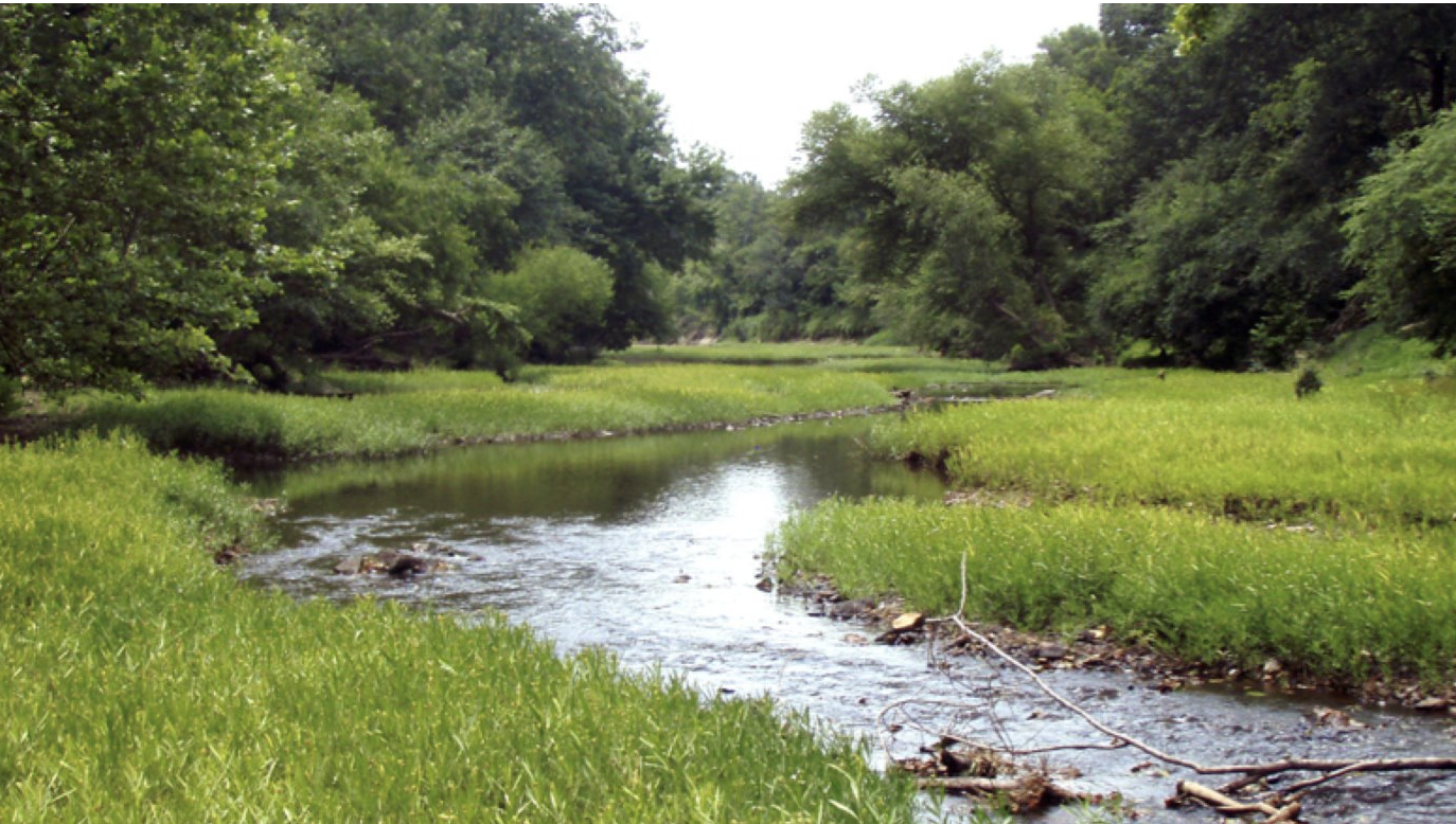 river stream surrounded by trees