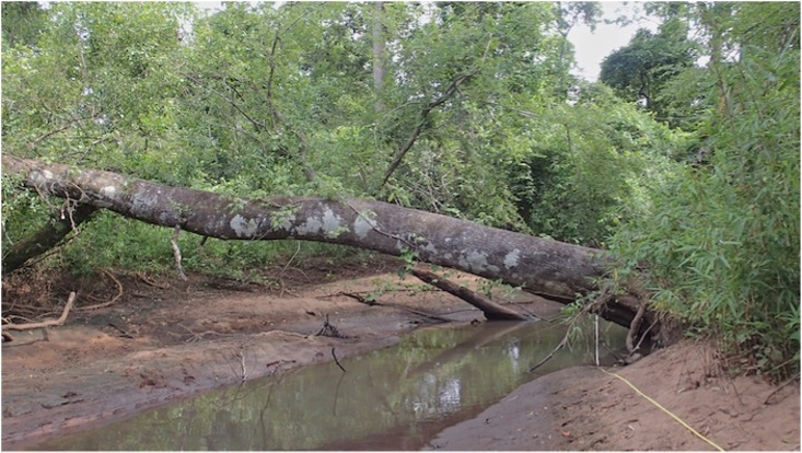 Tree over river stream