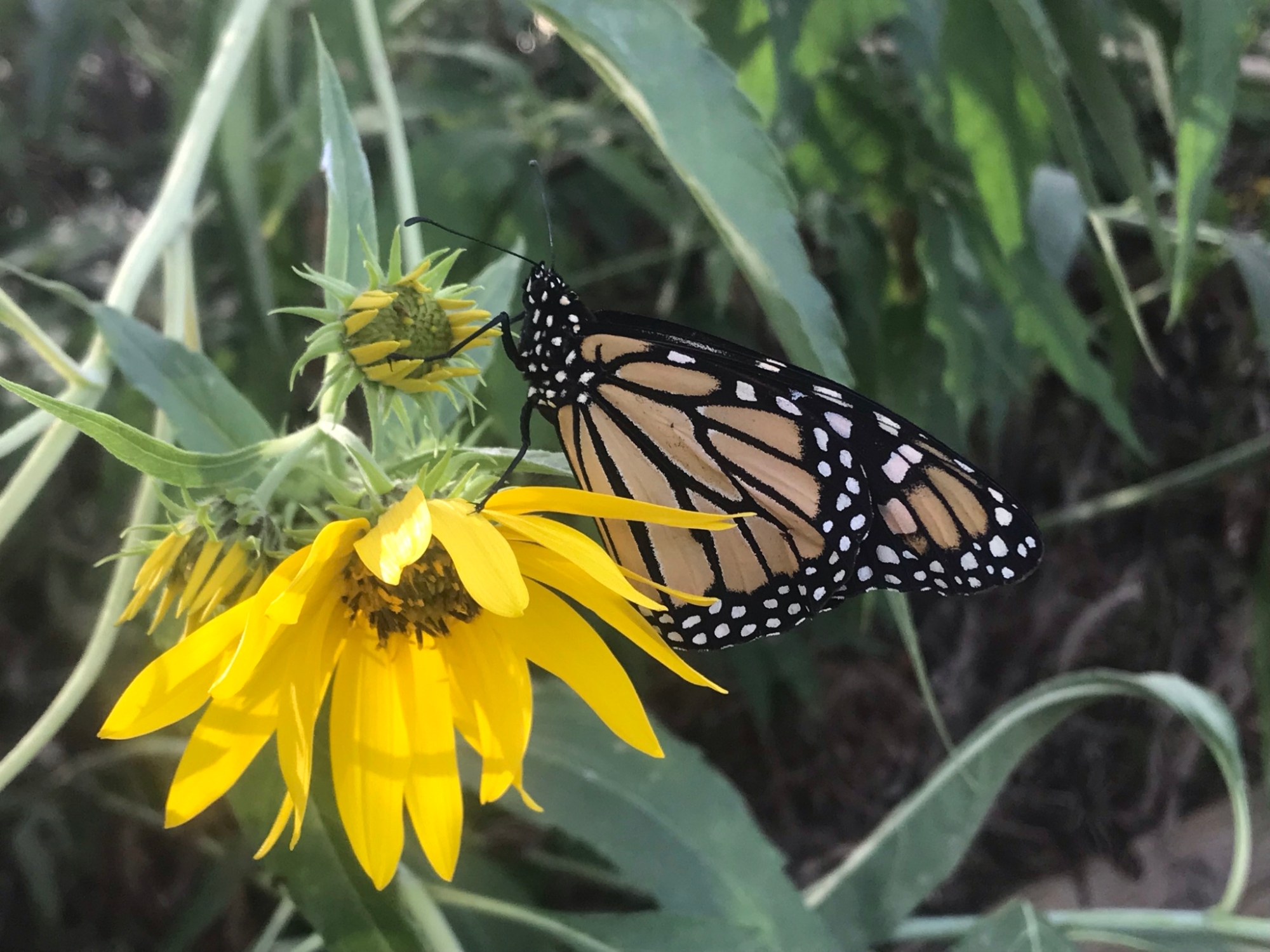 caterpillar on flower