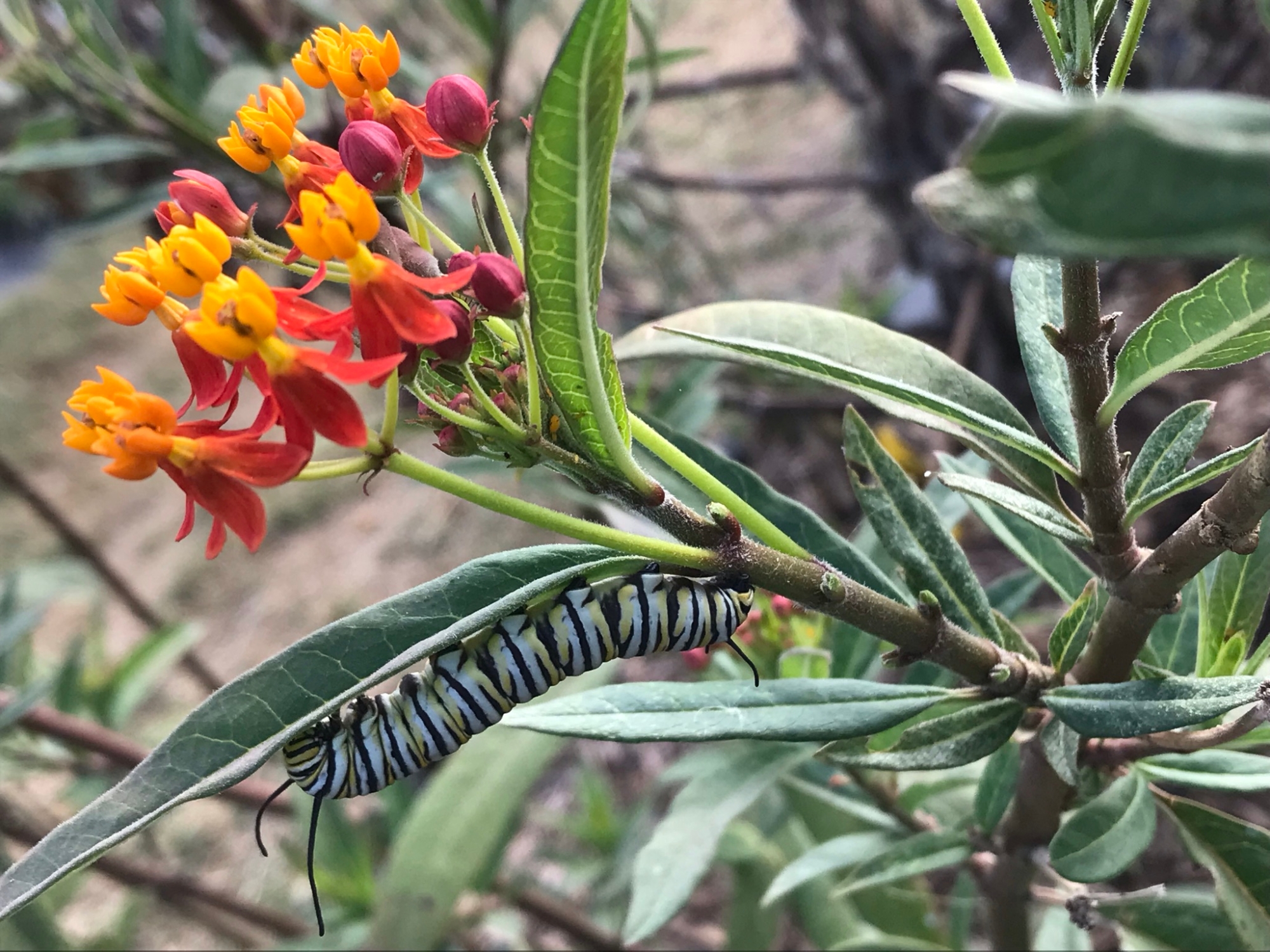 butterfly on flower