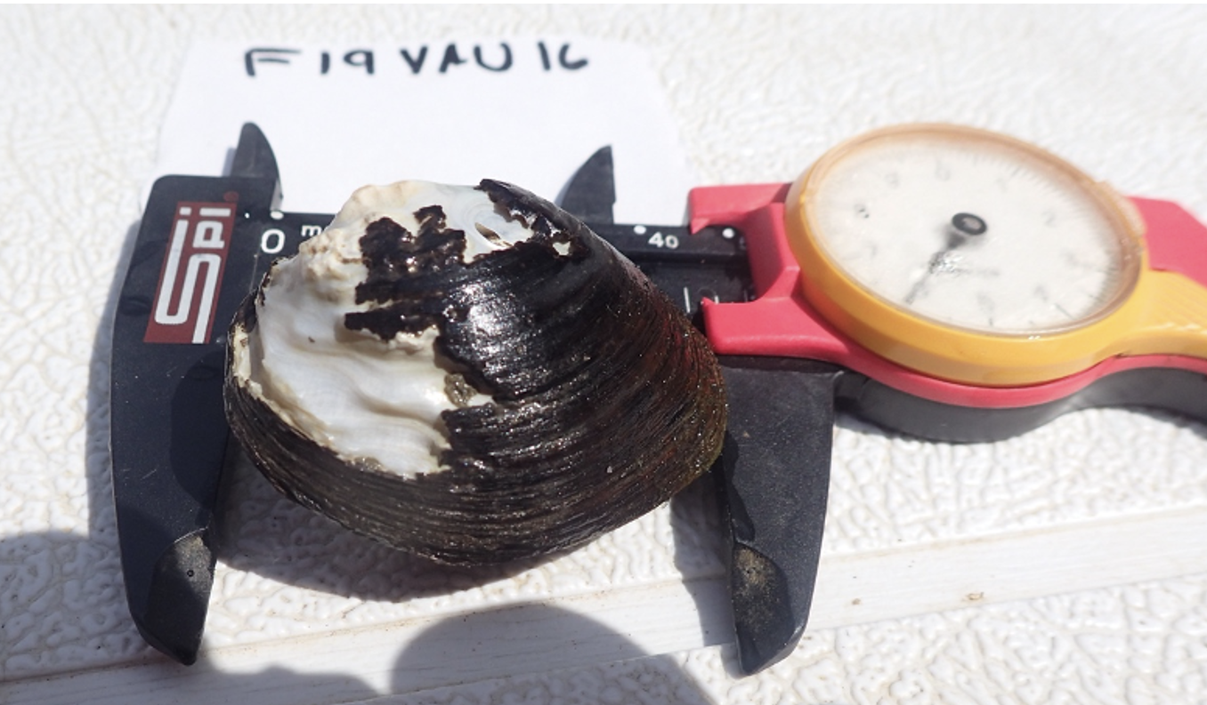 Mussel being measured