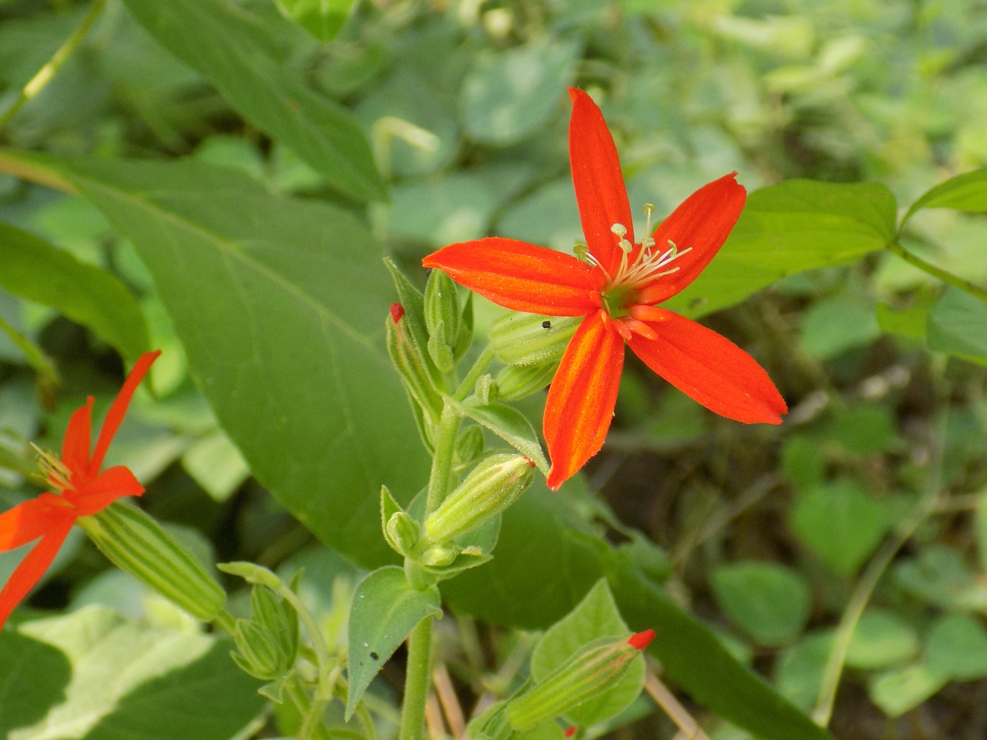 red-orange flower 