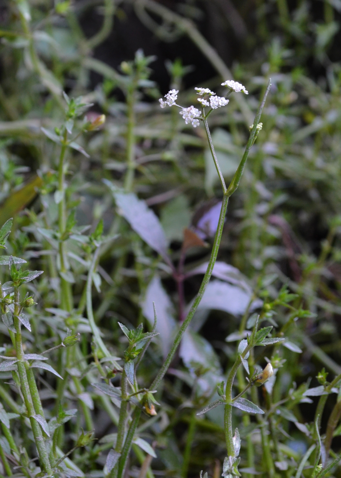 Flower in field