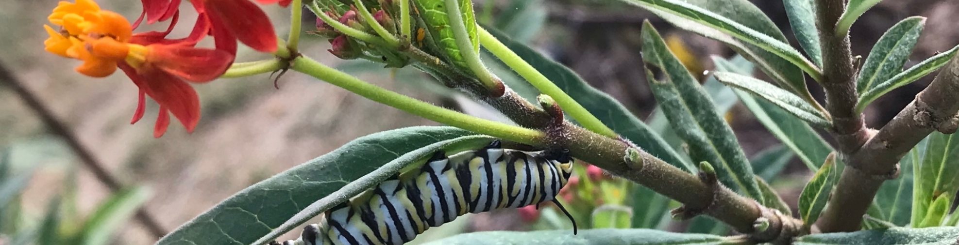 caterpillar with milkweed