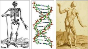 images of skeletons and DNA
