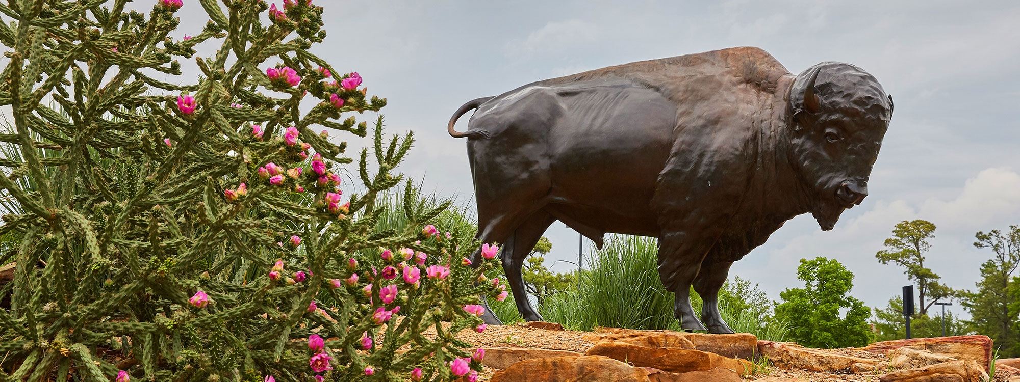 Native Oklahoma wildflowers growing near a statue of a buffalo.
