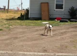 White spotted dog roams freely on tribal lands