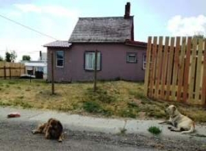 Dogs sit in front of house on tribal lands