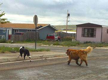Two dogs roam on tribal lands