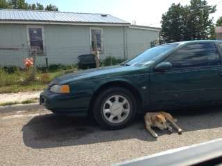 Dog laying under car on tribal lands