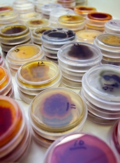 INPART Fungi samples