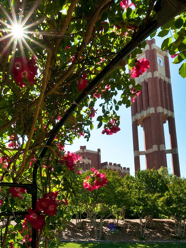Bizzel library tower behind a flowering tree. 
