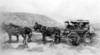 A carriage being pulled by four mules, in black and white. 