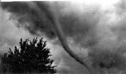 A tornado with a tree in the foreground in black and white.