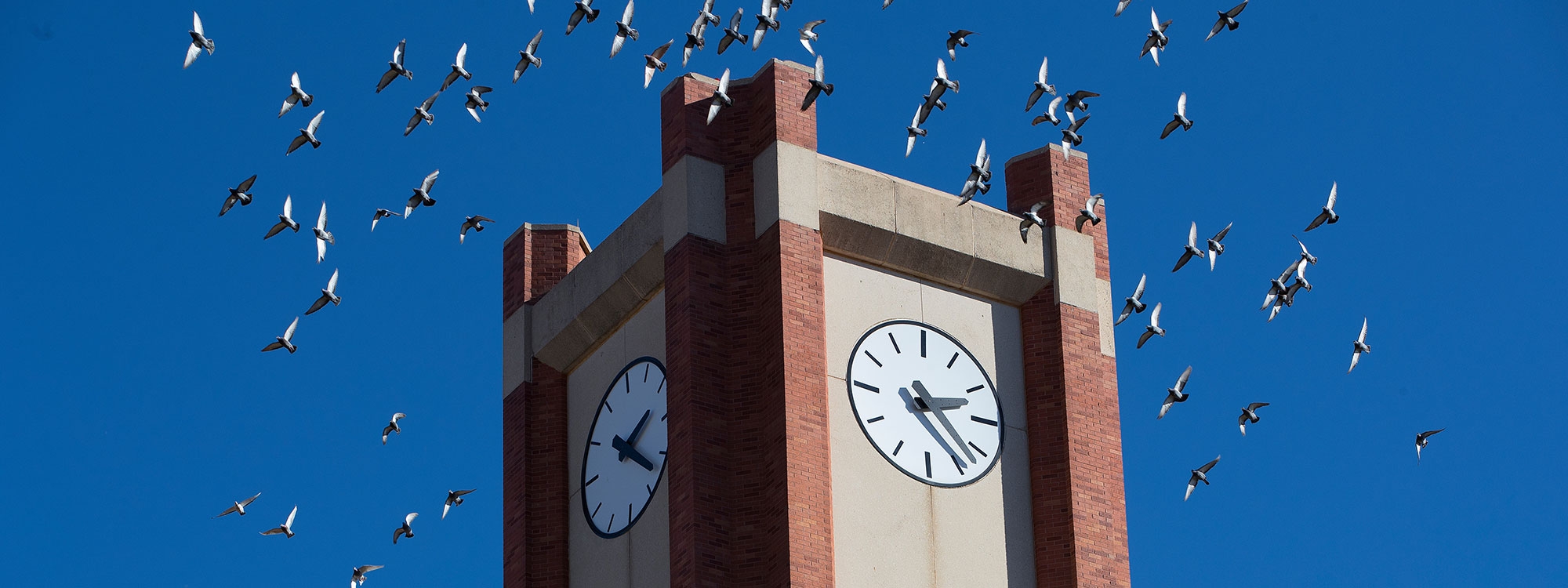Birds flying around the top of the Bizzell Clock Tower.