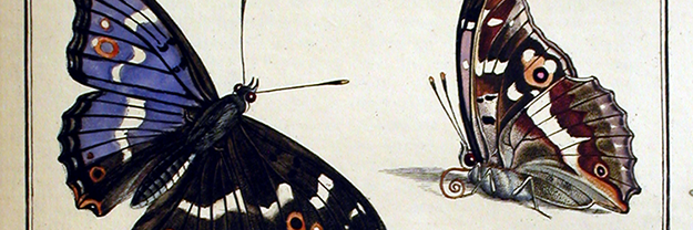 Photo of a historical life sciences text page with full-color illustrations of two butterflies