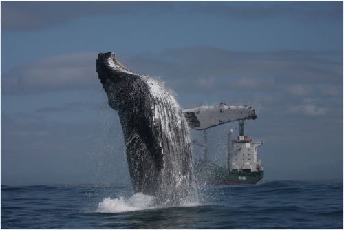 Image of a whale jumping out of water