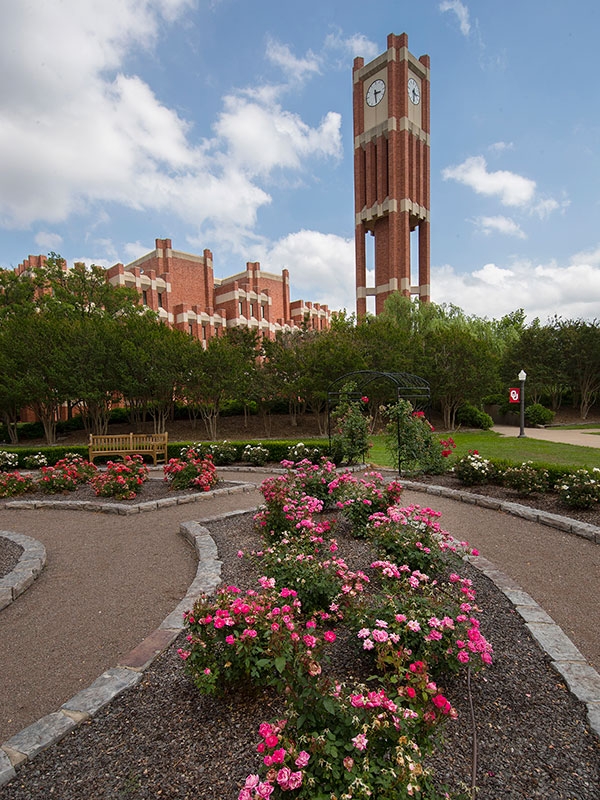 Rose garden in front of Bizzell Memorial Library and Clock Tower.