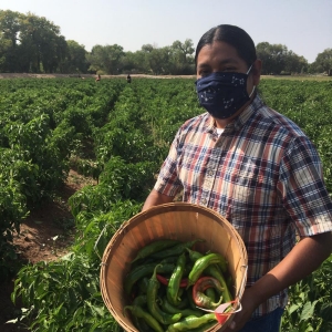 A picture of Dane Poolaw. He is in a chile pepper field and holding a basket of chile peppers in a mask.