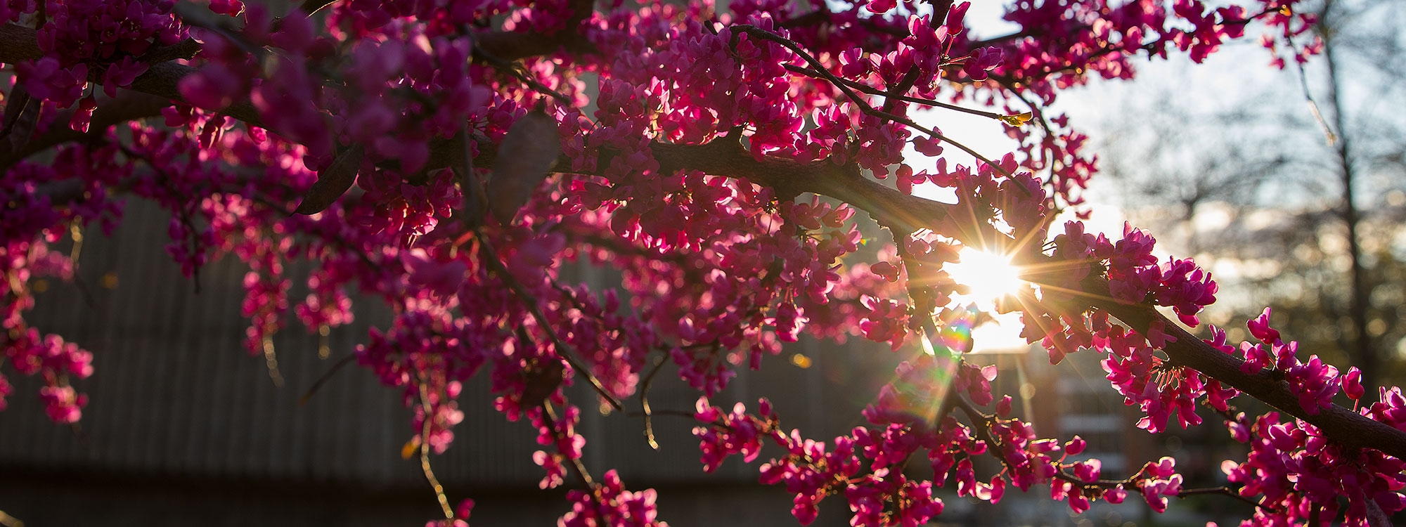 Closeup of pink blooming tree with the sun showing through the branches.