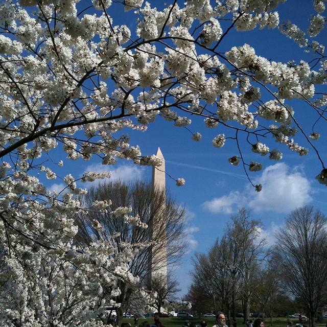 Cherry tree in foreground with Washington Monument in background, Washington DC.
