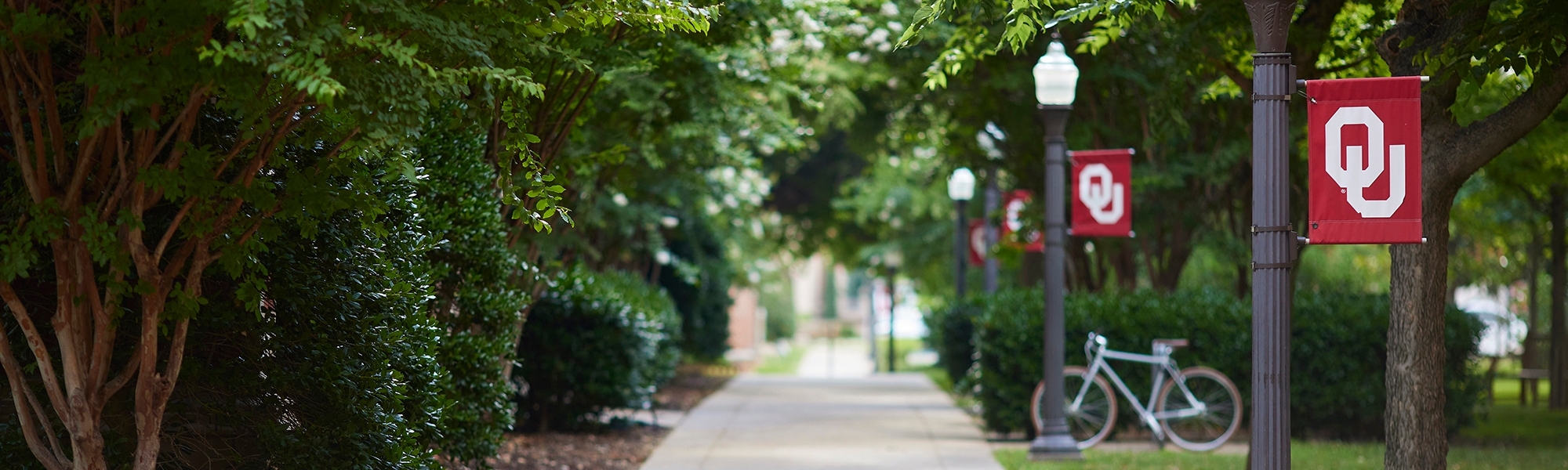 A walkway surrounded by trees and lampposts with OU flags in Norman, Oklahoma.