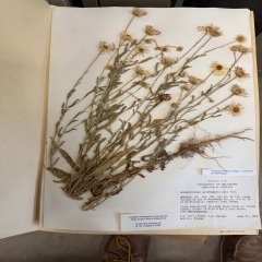 an open book with a pressed flower on the page