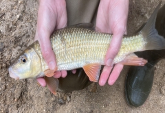 two hands holding a fish